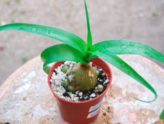 Що лікує індійська цибуля: основні лікувальні властивості та застосування