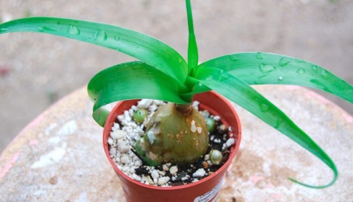 Що лікує індійська цибуля: основні лікувальні властивості та застосування