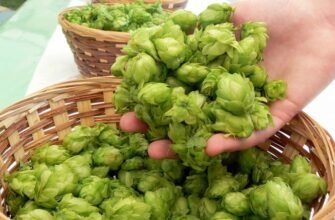 Що лікує хміль: лікувальні властивості та застосування у медицині