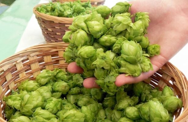 Що лікує хміль: лікувальні властивості та застосування у медицині