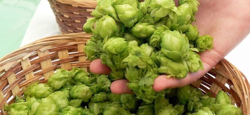 Що лікує хміль: лікувальні властивості та застосування у медицині