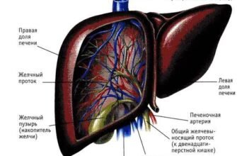 Дифузні зміни печінки та підшлункової залози: симптоми і діагностика