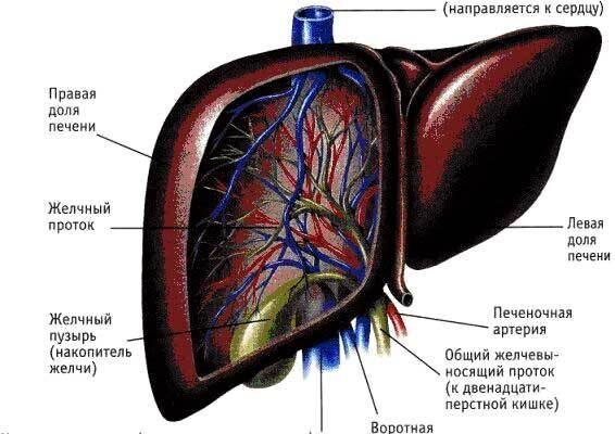 Дифузні зміни печінки та підшлункової залози: симптоми і діагностика
