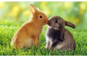 Міксоматоз та геморагічна хвороба кролів: профілактика і захист