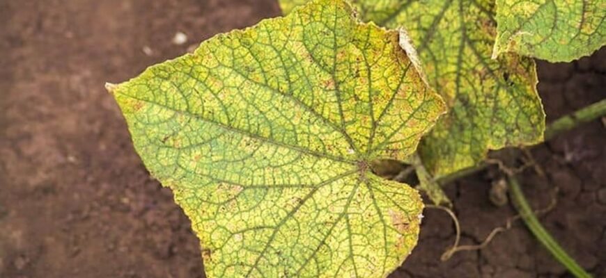 Основні хвороби огірків: ознаки, профілактика та лікування