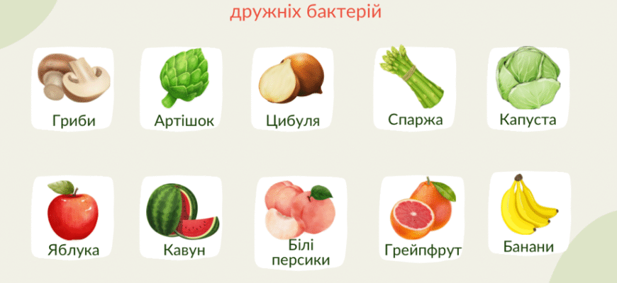 Чим відрізняються пробіотики і пребіотики? Різниця та користь Чим відрізняються пробіотики і пребіотики? Різниця та користь