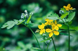 Користь чистотілу: що лікує ця рослина і як її застосовувати?