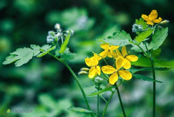 Користь чистотілу: що лікує ця рослина і як її застосовувати?