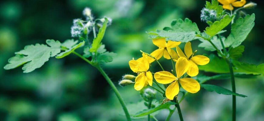 Користь чистотілу: що лікує ця рослина і як її застосовувати?