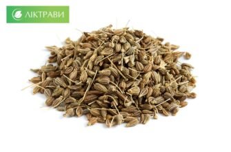 Що лікує аніс: основні захворювання, для яких він корисний