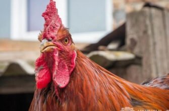 Хвороба Ньюкасла: симптоми, профілактика і методи лікування птиці