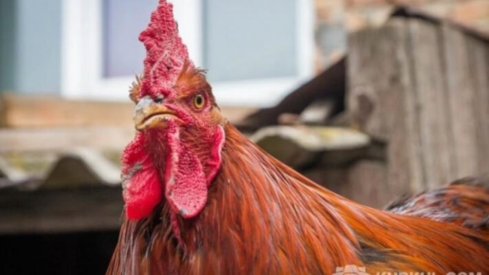 Хвороба Ньюкасла: симптоми, профілактика і методи лікування птиці