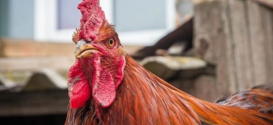 Хвороба Ньюкасла: симптоми, профілактика і методи лікування птиці