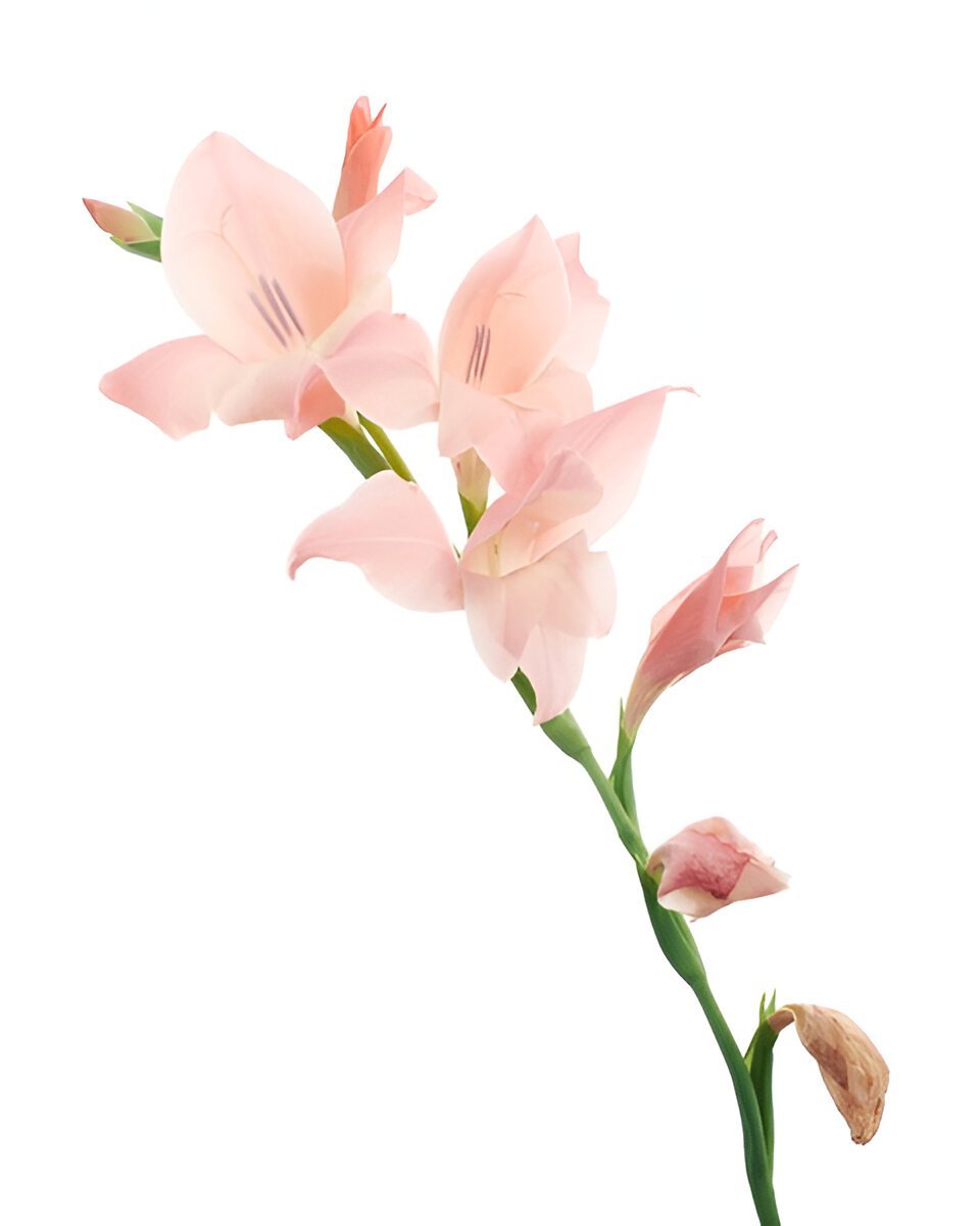 Привітання з днем ангела Андрія