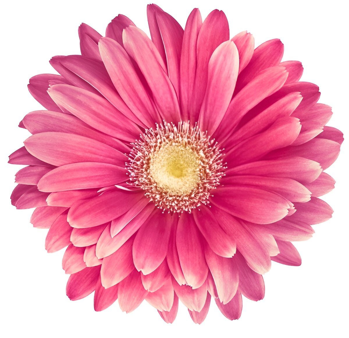 З днем ангела Олюшка листівка