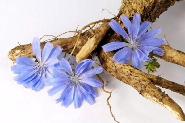Чи можна пити цикорій при цукровому діабеті: корисні поради і факти