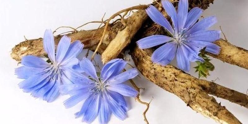 Чи можна пити цикорій при цукровому діабеті: корисні поради і факти