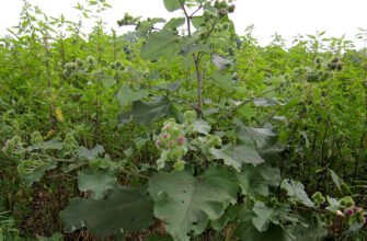 Що лікує сік лопуха: корисні властивості та застосування Що лікує сік лопуха: корисні властивості та застосування