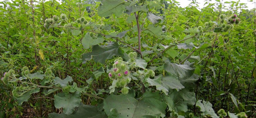 Що лікує сік лопуха: корисні властивості та застосування Що лікує сік лопуха: корисні властивості та застосування