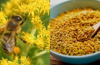 Бджолиний пилок: що лікує та як застосовувати для здоров’я