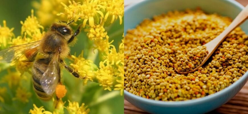 Бджолиний пилок: що лікує та як застосовувати для здоров’я