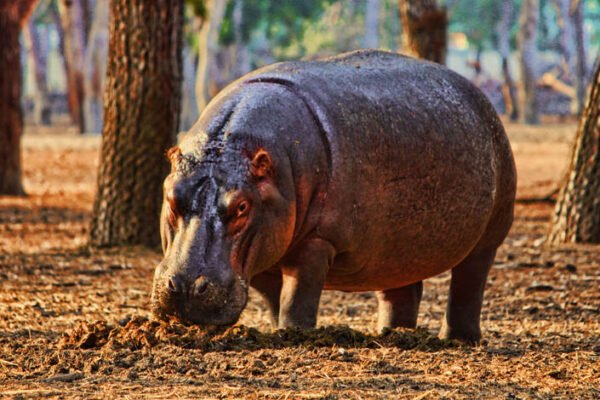 Чим відрізняються гіпопотами і бегемоти? Головні відмінності видів