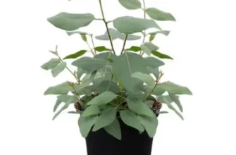 Що лікує евкаліпт: лікувальні властивості і застосування в медицині