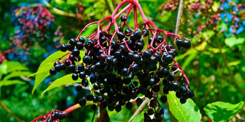 Що лікує бузина: корисні властивості та застосування в медицині Що лікує бузина: корисні властивості та застосування в медицині