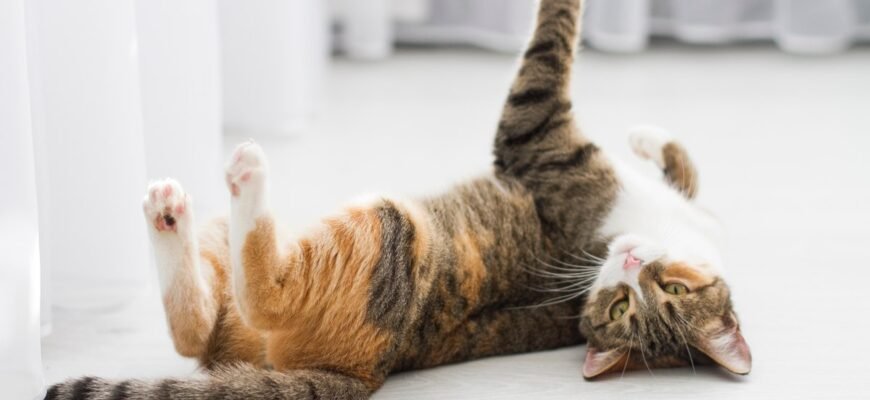 Чи можна стерилізувати кішку під час тічки: важливі аспекти і поради