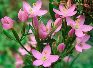 Що лікує золототисячник: властивості та застосування рослини