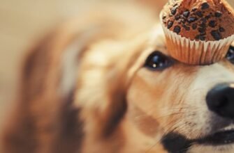 Чи можна собакам гриби: безпечність та рекомендації для власників