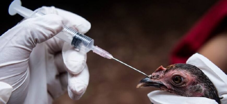 Вакцина проти хвороби Ньюкасла: захист вашої птиці ефективно