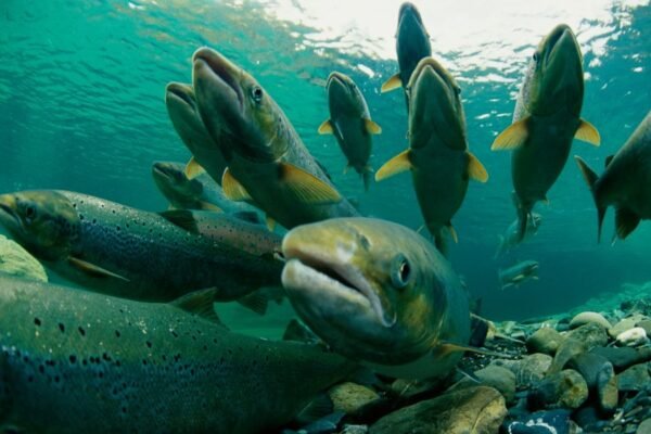 Що таке Слобожанщина: історія та культурна спадщина регіону