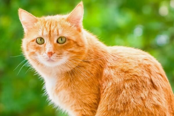 Світшот: як обрати ідеальний варіант для кожної пори року