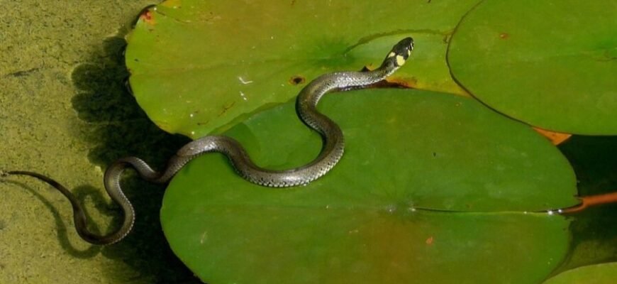 Повний гід: Як оптимізувати сайт для покращення видимості в Google