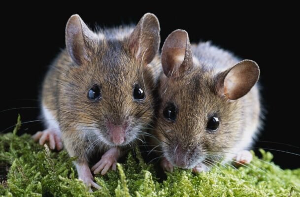 Відпочинок у Хорватії: Топ-локації та поради для ідеального відпустки