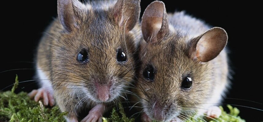 Відпочинок у Хорватії: Топ-локації та поради для ідеального відпустки Відпочинок у Хорватії: Топ-локації та поради для ідеального відпустки