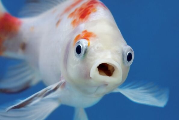 Здоровий спосіб життя: ключові поради для покращення самопочуття