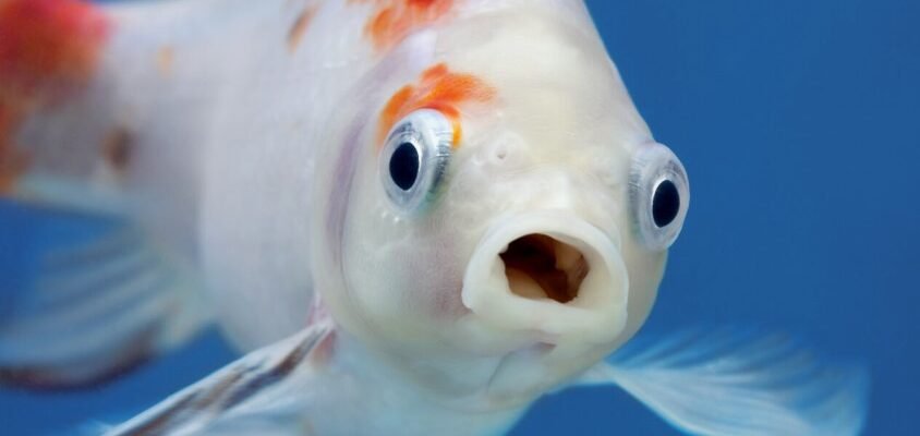 Здоровий спосіб життя: ключові поради для покращення самопочуття Здоровий спосіб життя: ключові поради для покращення самопочуття