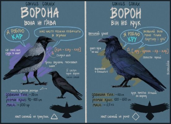 Грак і ворона: яка різниця між цими двома птахами?