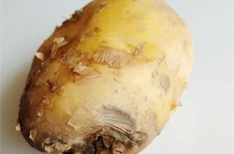 Хвороба картоплі: як розпізнати та боротися з захворюваннями культур