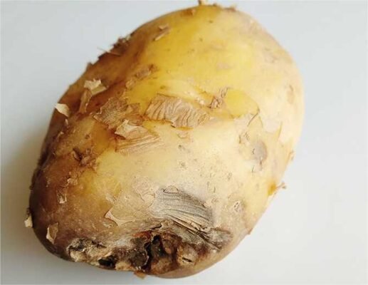 Хвороба картоплі: як розпізнати та боротися з захворюваннями культур