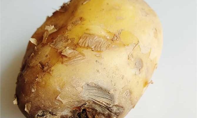 Хвороба картоплі: як розпізнати та боротися з захворюваннями культур