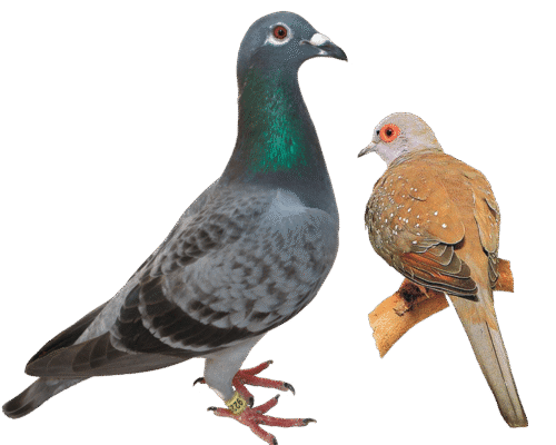 Горлиця і голуб: в чому різниця між цими птахами?