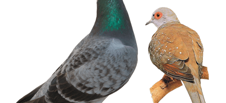 Горлиця і голуб: в чому різниця між цими птахами? Горлиця і голуб: в чому різниця між цими птахами?