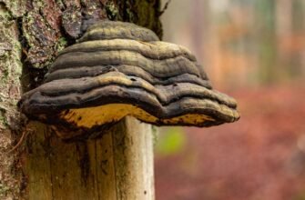 Що лікує чага: унікальні лікувальні властивості гриба та їх застосування