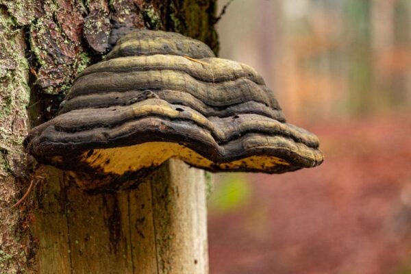 Що лікує чага: унікальні лікувальні властивості гриба та їх застосування