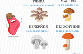У чому різниця між печерицями і шампіньйонами? Порівняння грибів