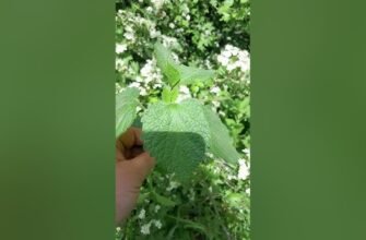 Цвіт глоду що лікує: корисні властивості та застосування