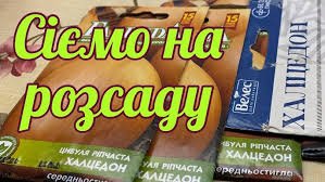 Чи можна садити цибулю Халцедон на зиму: поради та рекомендації